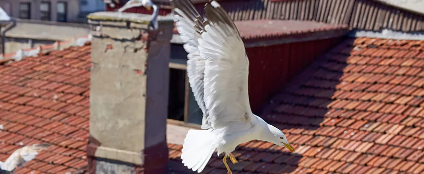 Residential Chimney Animal Removal Solution in Arnold, MD