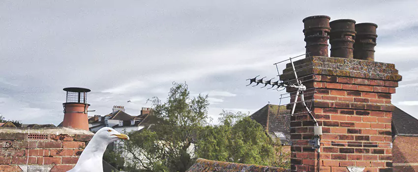 Chimney Cleaning And Restoration in Arnold, Maryland